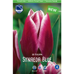 Тюльпан Синаеда Блю