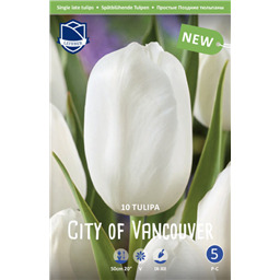 Тюльпан Сити оф Ванкувер