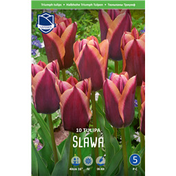 Тюльпан Слава