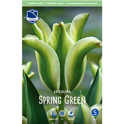 Тюльпан Сприн Грин