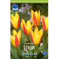 Тюльпан Стреза