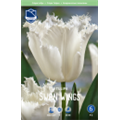 Тюльпан Свен Вингс