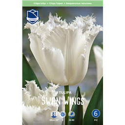 Тюльпан Свен Вингс