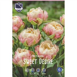 Тюльпан Свит Дезир