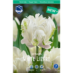 Тюльпан Уайт Лизард