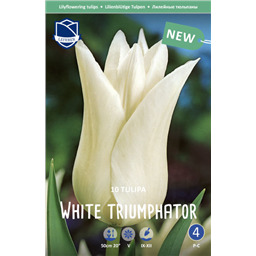 Тюльпан Уайт Триумфоатор