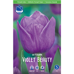 Тюльпан Вайлет Бьюти