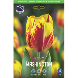 Тюльпан Вашингтон
