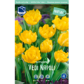 Тюльпан Веди Наполи
