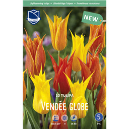 Тюльпан Венди Глоуб