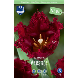 Тюльпан Версаче