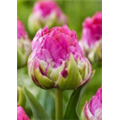 Тюльпан Викед ин Пинк