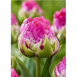 Тюльпан Викед ин Пинк