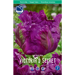 Тюльпан Викториас Сикрет