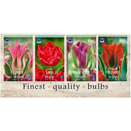 VIT-215 Тюльпаны Зеленоцветные(4x50шт.)12/+