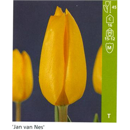 Жан ван Нес